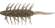 coike shrimp magnum 242