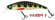 zero arise minnow coloris vairon f